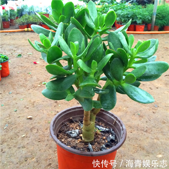 盆栽花|昂贵的盆栽别再买，看几种绿植，容易成活美观养眼