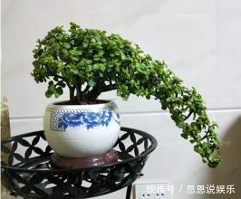 修剪|家里养“金枝玉叶”,每月修剪1次,变成盆景老桩,越来越值钱