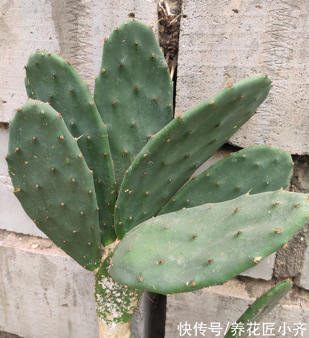 8种花不能多浇水，“少水少肥”伺候它，反而长势旺盛开花多