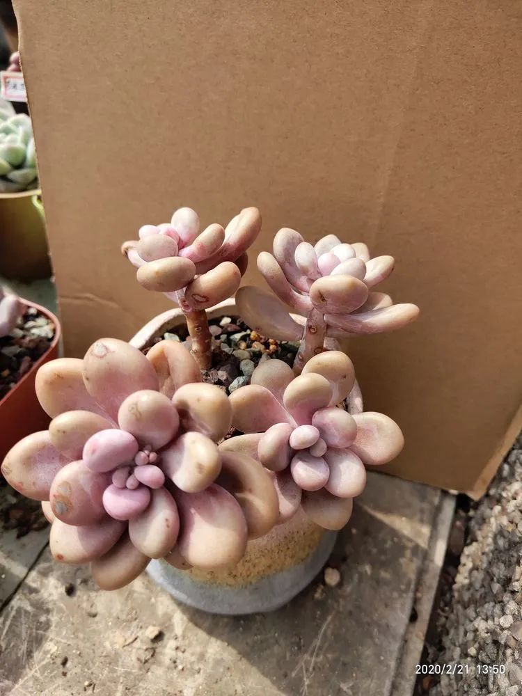 养肉多年的新手我相信它们一定可以变得更美丽！