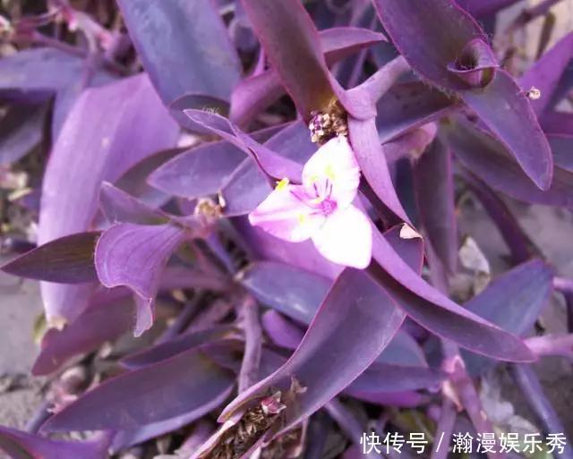 这3种吊兰千万别这么养,不然疯长爆芽,控制不住!