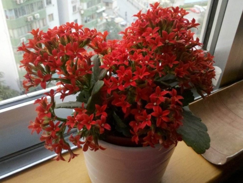 室内种植的“5种”盆栽，花期长好养护，轻松生长爆盆，你家有吗