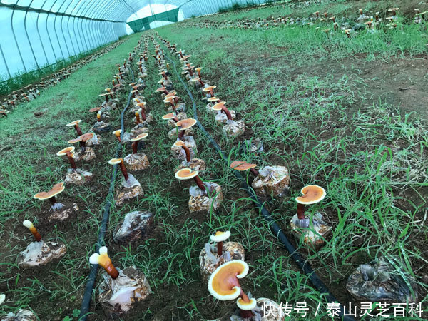 破壁灵芝孢子粉有保质期吗 会过期吗 快资讯