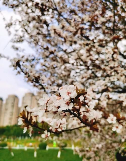 春暖花开日，这些“宝藏”赏花地，值得你打卡