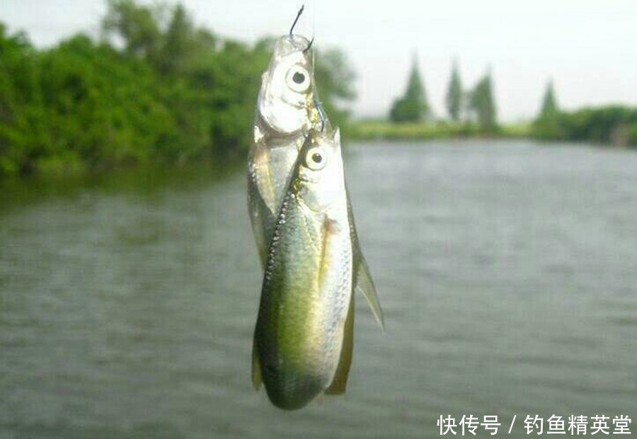 野钓白条的几种方法,上鱼速度一绝,一天钓十几斤是家常便饭