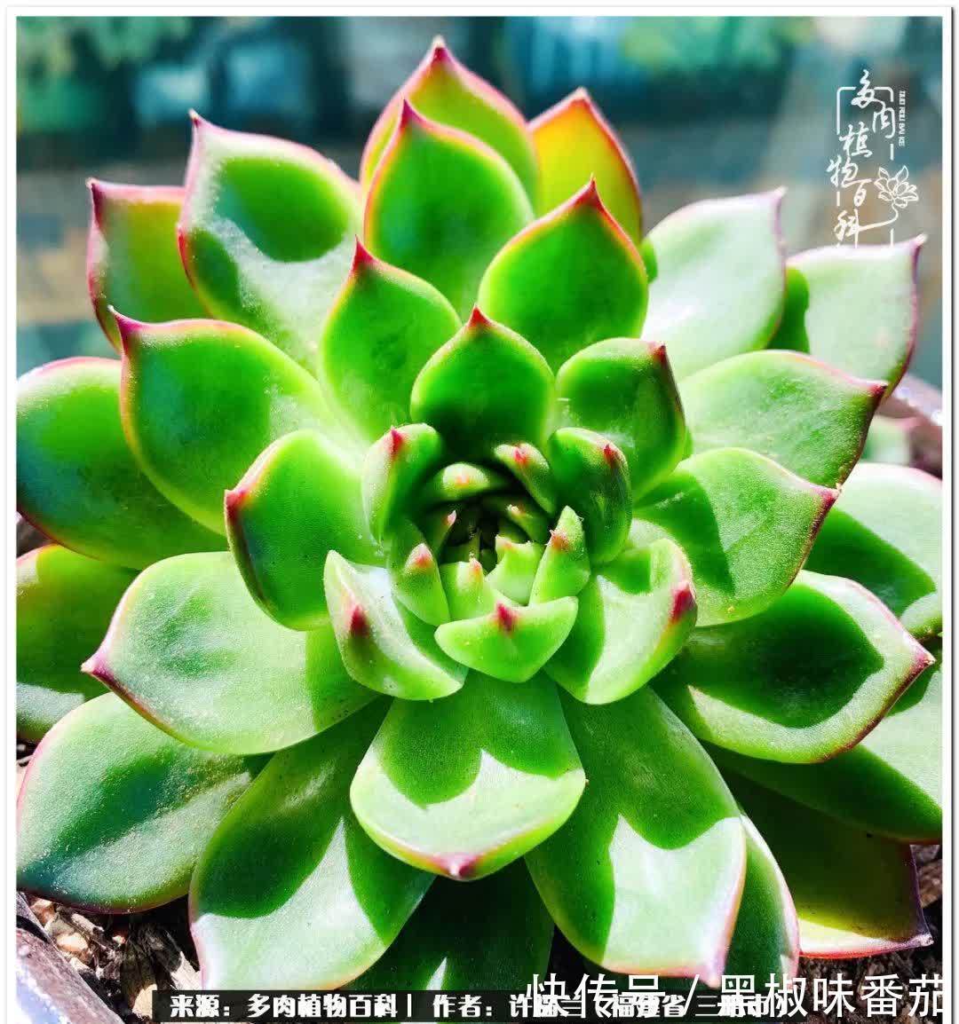 尖尖|养多肉两年,美丽与赏心悦目并存!