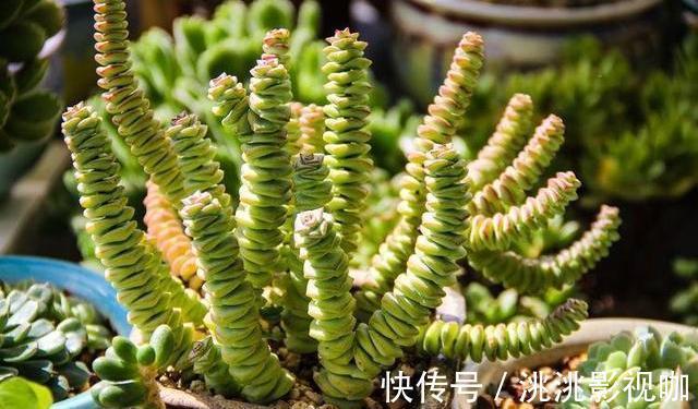 多肉钱串底叶干,避开此“误区”,养出串串“小铜钱”,美美哒