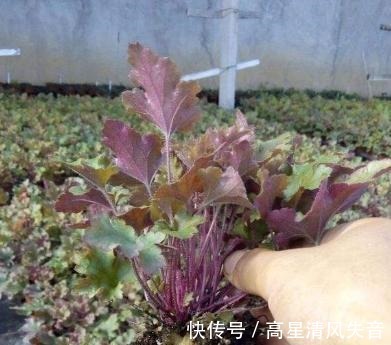 冬天养花是个大挑战,选择这一种耐寒花,会更好养护一些!