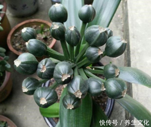 3种盆栽,一个比一个贵,撒下种子,开花一大片,个个都金贵!