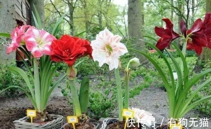 叶片|朱顶红开完花剪掉残花，教你3点“养球”，1步催花，花开会更多