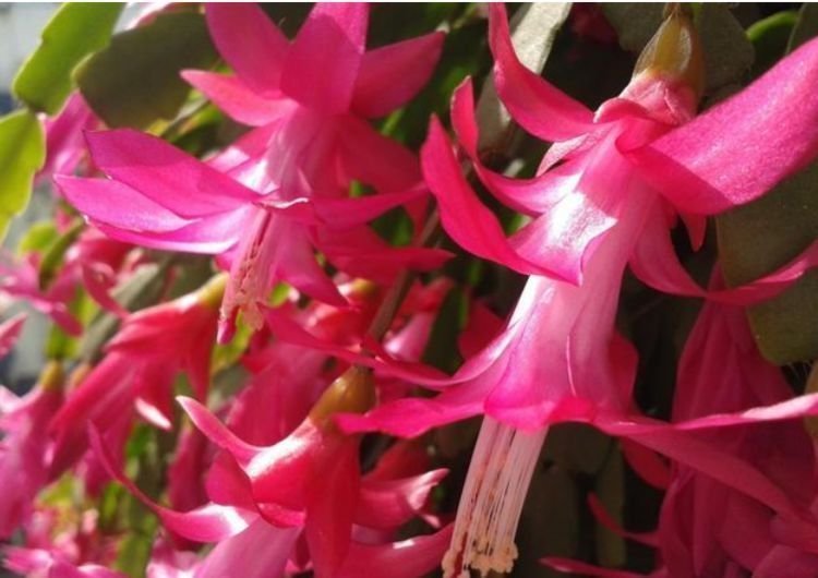 杜鹃花性|4种花自带财运,好养易活不招虫,四季开花,花色多