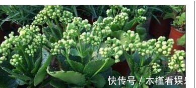 养花|用筷子戳个洞，滴上几滴“它”，“4种花”超喜欢，蹭蹭长不停！