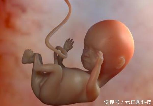 正经事|胎儿在妈妈肚子里除了睡,原来还有这么多“正经事”,一定要看看