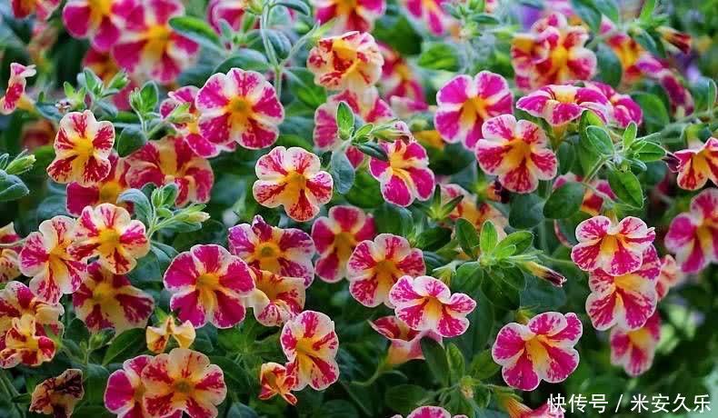 阳台上|百万小铃这样养,美得不要不要的,冠幅大开花多,阳台太美了