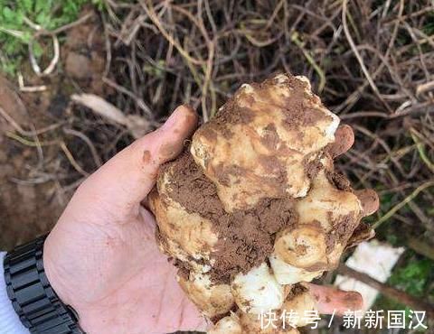 韩大爷|埋了就能活,亩产5千斤,价格也不错,却没几人愿意种