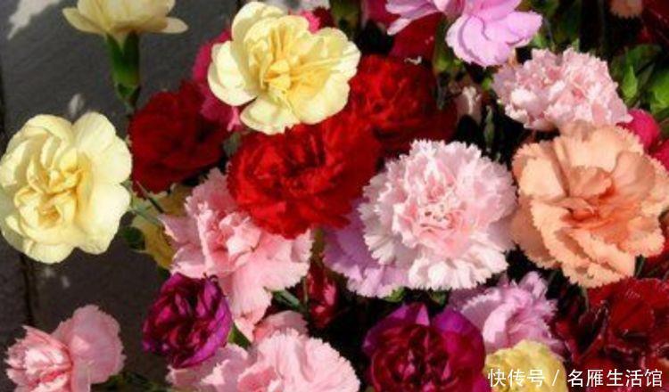 阳台|家里养这几款植物,花姿妖娆,花开香飘溢满屋,阳台变温馨花园