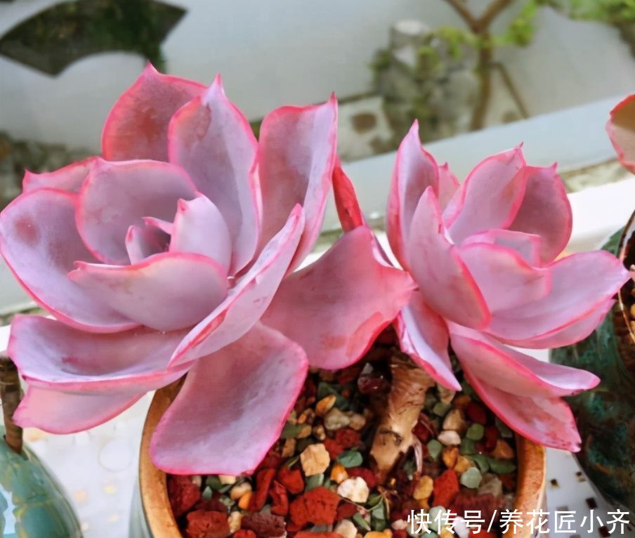 輕松|蚧殼蟲(chóng)夏季頻繁發(fā)生，教你2個(gè)方法，預(yù)防殺滅都輕松