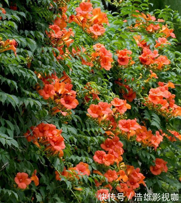 母亲|鲜红的热情,对母亲的热爱之意,此花又是一种可以送给母亲的花