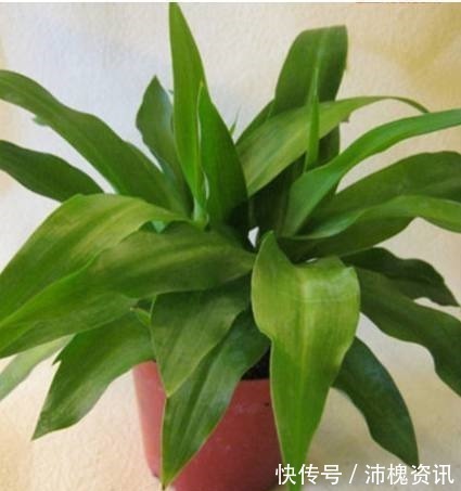 文竹文竹|如果连这几种花卉都养不活,那么我劝你,不要再养别的花了!