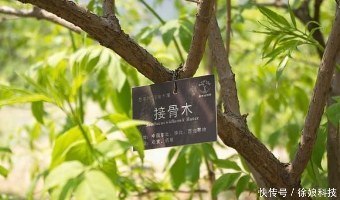 中华本草|此为“接骨木”,专续筋接骨,若你家乡有,请重视