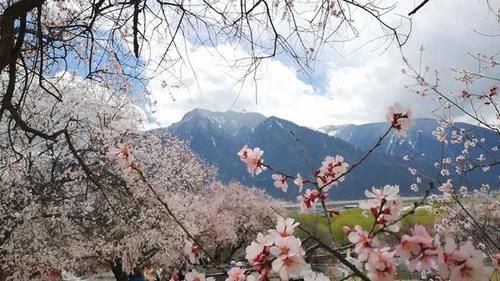 趁着花开，三四月份国内自驾走哪条线好耍呢