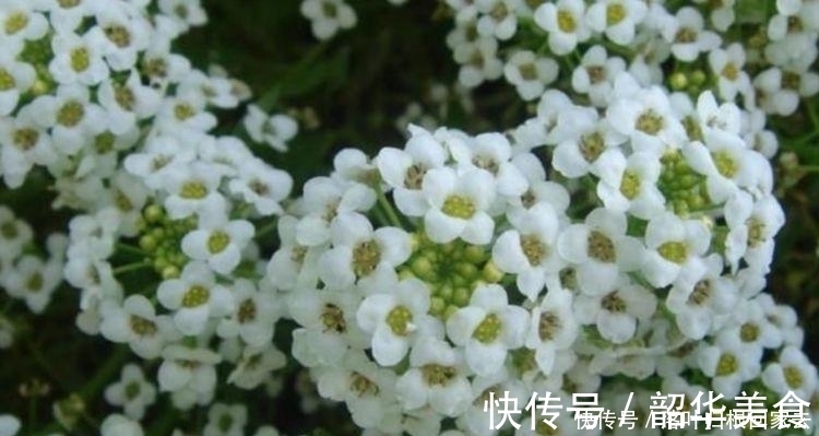 香雪球|适合冬季养的花,开花就爆盆,不易生病好养护