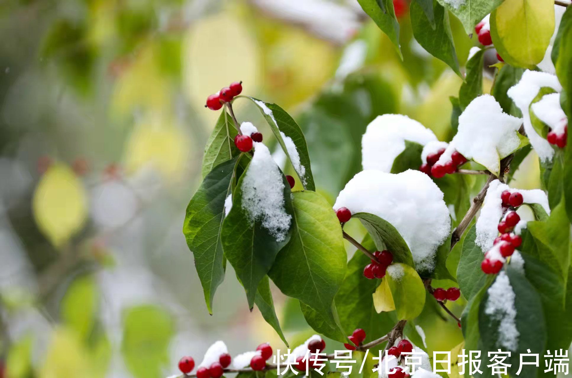 美景|立冬恰逢初雪，北京号带您“云”赏雪后美景