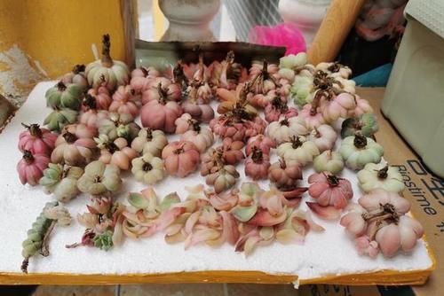 网购的多肉上盆之前用不用修根？没有统一的答案，需要区别对待