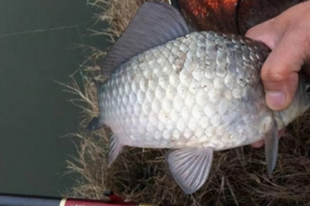 冬钓|冬钓时,大板鲫总是不咬钩?按我说的做,竿竿中鱼不停歇