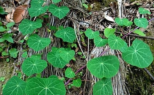 千金藤|叶子像乌龟壳,做盆栽很漂亮,根部价值高,人称金不换,你认识吗