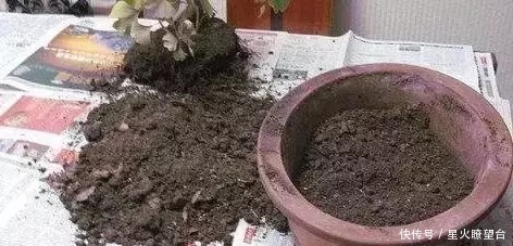 养花盆土板结,一点这玩意扔盆里,盆土肥沃透气,花长得可快了