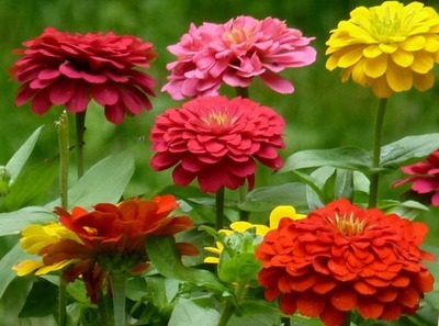 喜欢在家中养护花卉，就选花色绚丽，开花繁多，花开漂亮的3种花