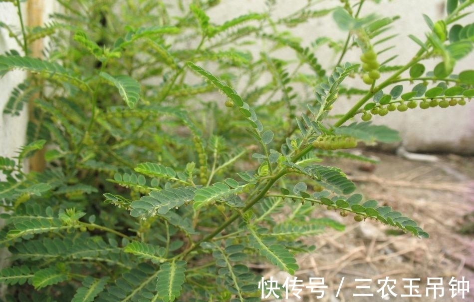 神农尝百草|农村田边一种野草,农民当成杂草除掉,殊不知是珍贵的“龙珠草”