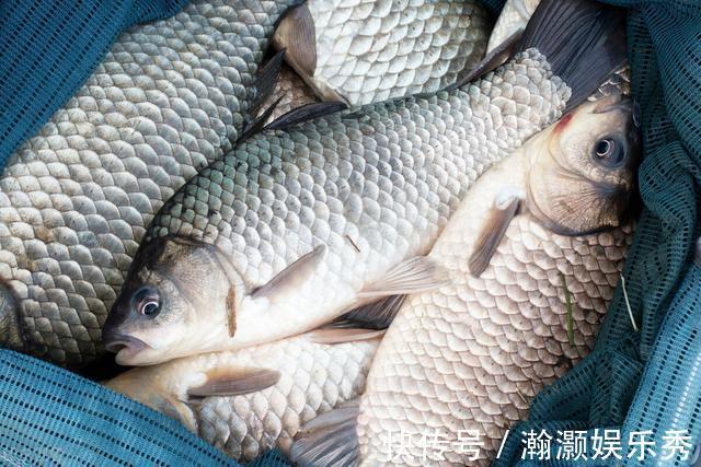 一套冬季钓鲫鱼的黄金公式,适用任何自然水域,从选点标准到垂钓