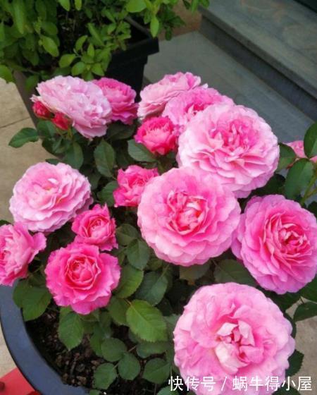 人气|人气颇高的10种月季，有人喜欢有人厌，找到合适的才是正确的