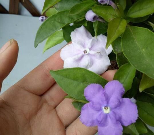 养双色茉莉,做好“3件小事”,一棵开100朵,连续开花,又香又美