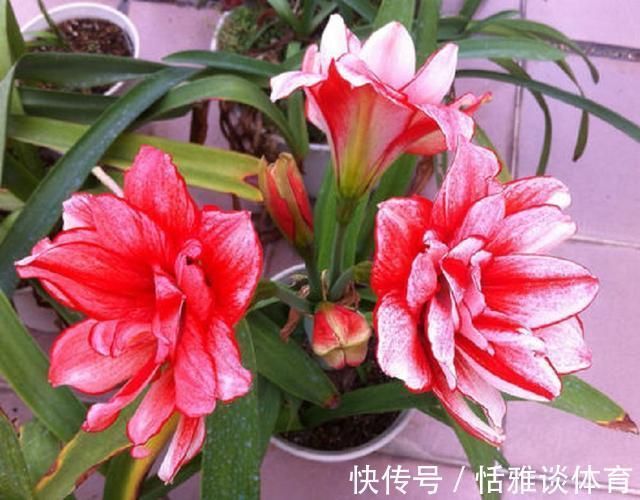 盆栽|朱顶红花枝亭亭玉立,掌握盆栽催花技巧,促进一年多次开花