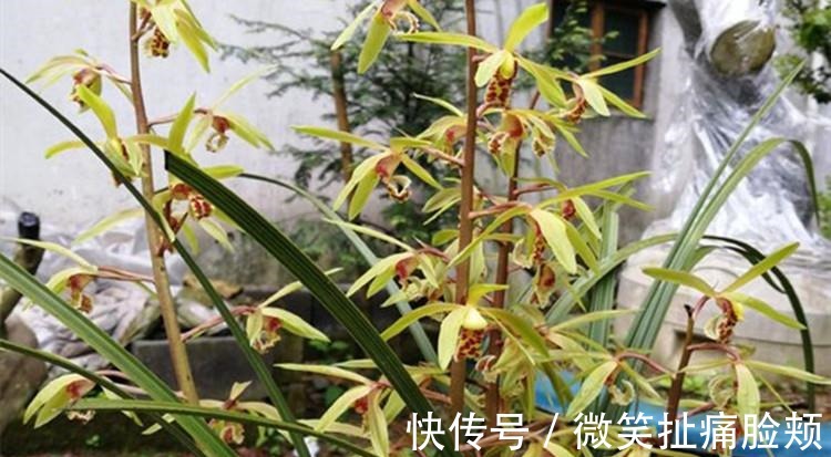 养兰花，给它喷点“生根水”，大白根直冒，长得肥肥壮壮！