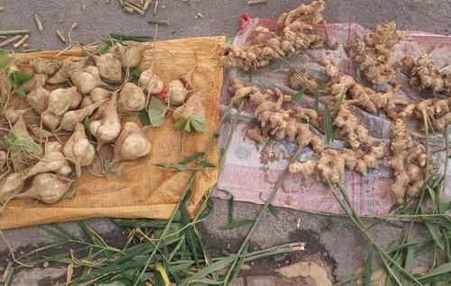 加工|亩产可达万斤，常用来提炼味精，炖鸡吃还可安神，现在很少见了