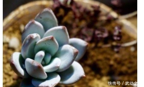 这些是我见过最好看的蓝色多肉植物,个个颜值爆表,真是太迷人了