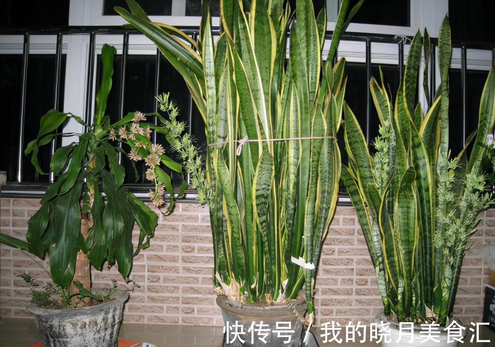 天冷后,需要“穷养”的六种花,水多易烂根,多晒爱生长