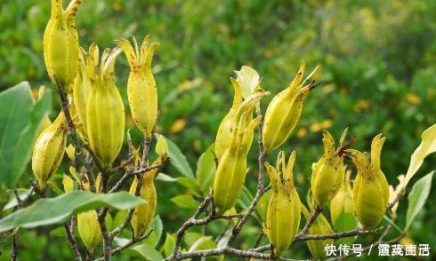 栀子|提个醒大家在路边遇见这种野草，一定要拔回家，现在知道还不晚