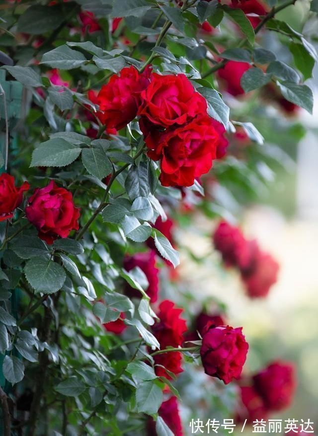 夏天养月季不能施肥别搞错，会错失好几拨花开