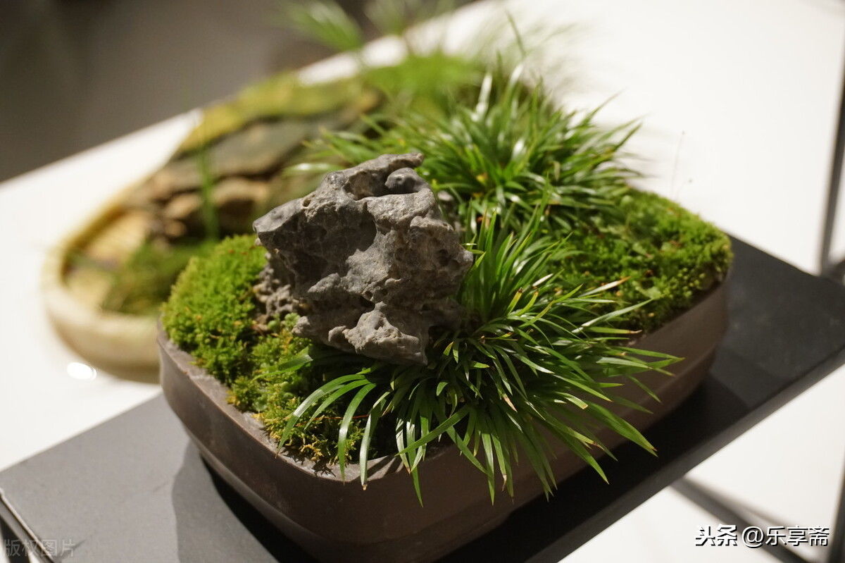 为什么菖蒲种养过程中，烂叶一定要及时处理？