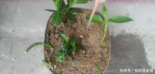 这五种花儿，一个枝条就能种，爬藤爬满墙，开花又多又漂亮