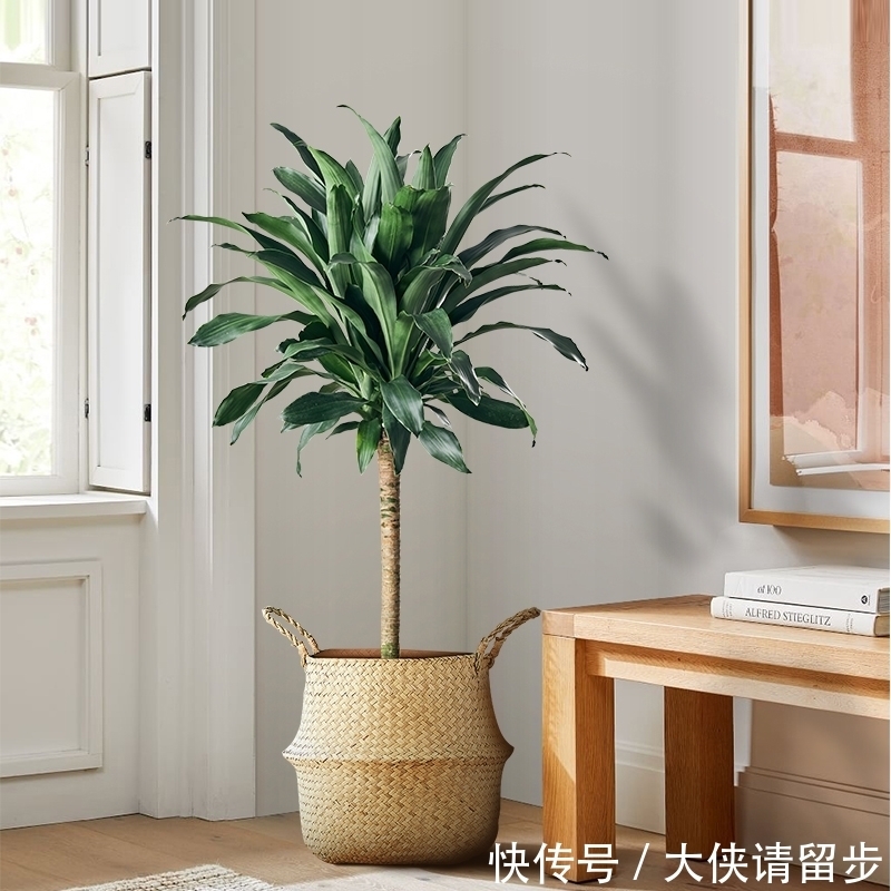 “人养花三年,花养人一生!”家居盆花100种,总有几款你喜欢