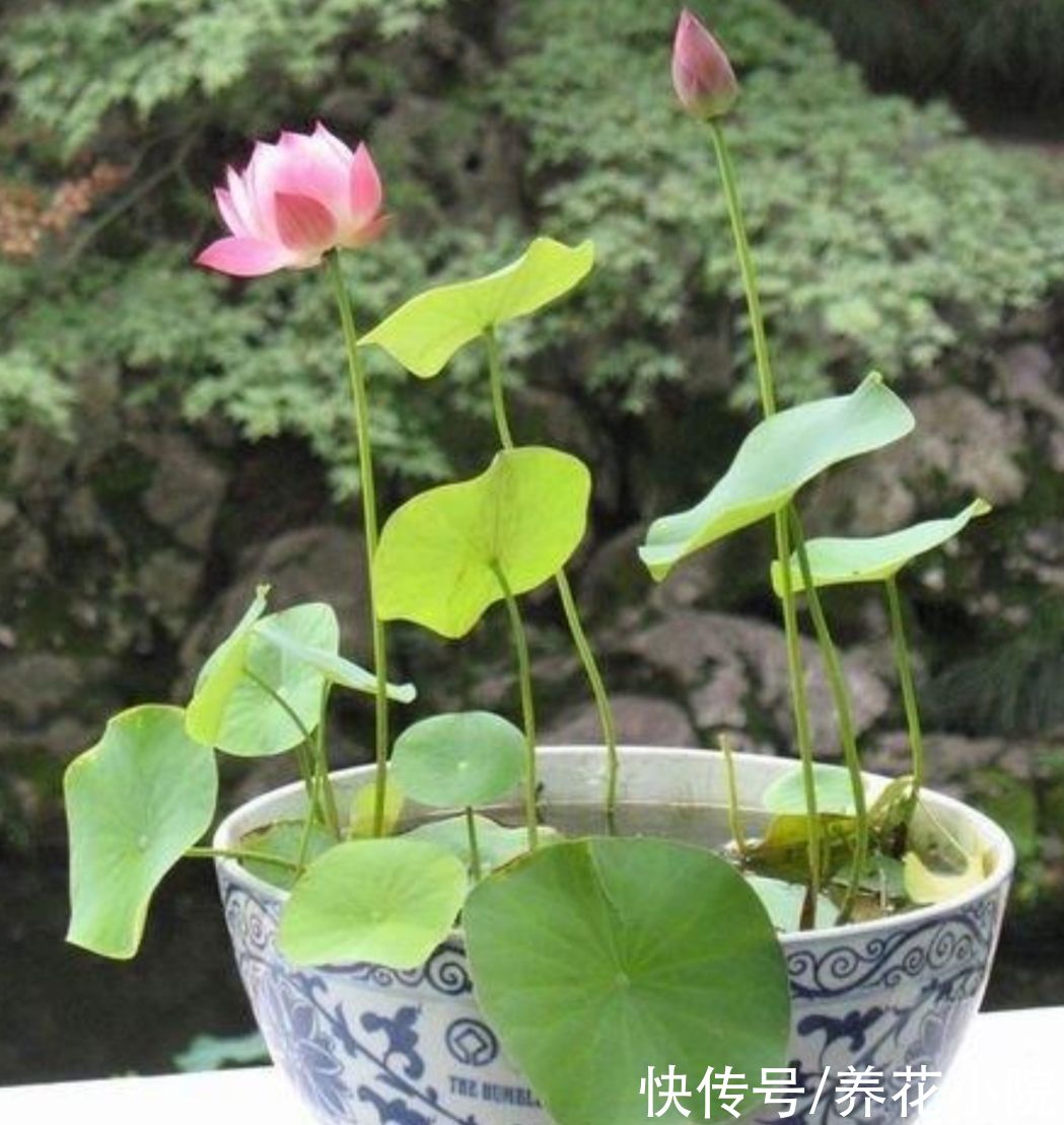 月季|适合夏天养的5种花，不怕热、不怕晒，照常开花