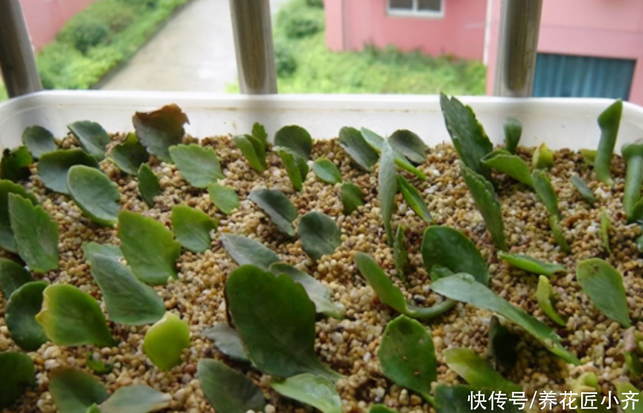 3种可以叶插的花卉,很容易成活,新手“玩”可以,但是养大很难