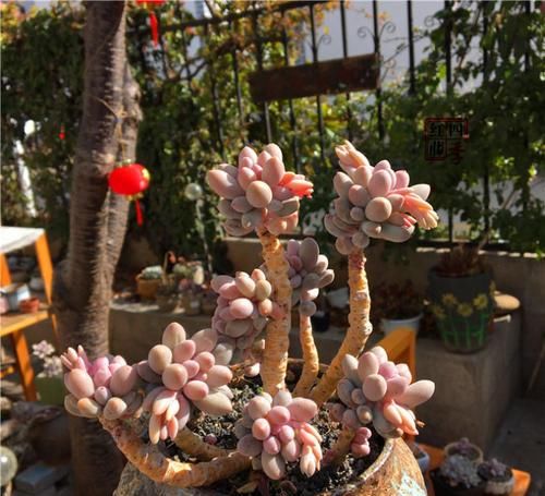 养多肉婴儿手指，做好几件事，很快长成多头小胖手，太可爱了！