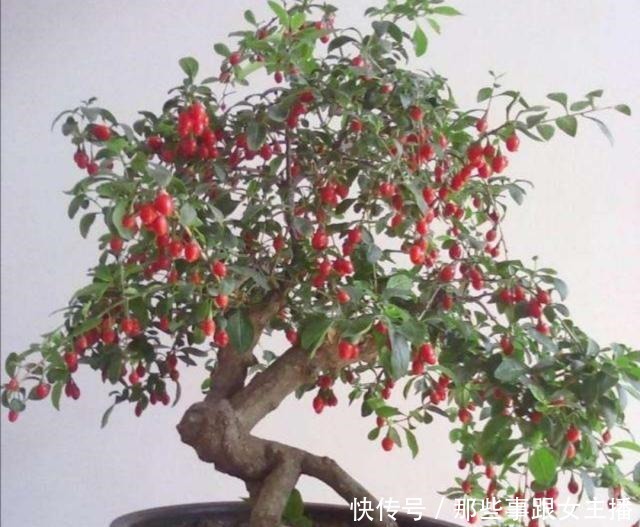 野外5种树木,常有奇异造型,适合做成美观的盆景!